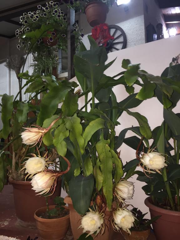 Apartamento Estia Vasilis Manoli Ayia Napa Exterior foto